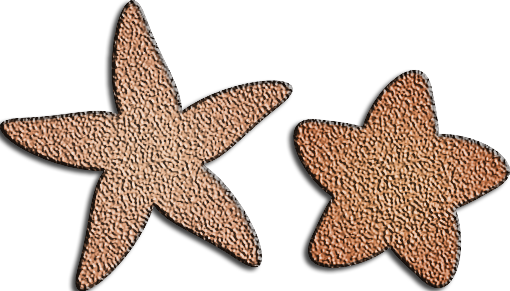 Star Fish Star Fish